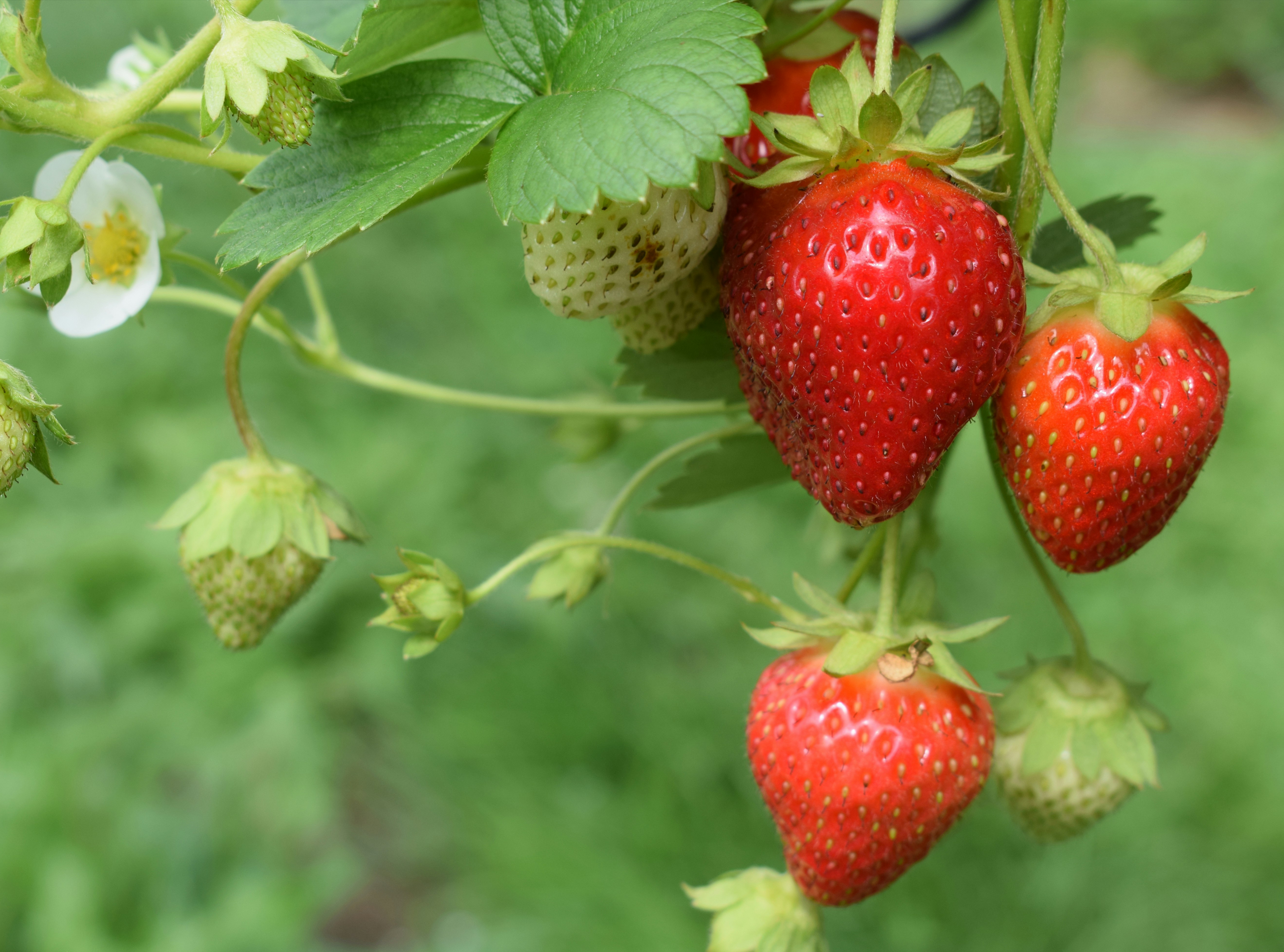 Fresas de Euskadi, el dulce sabor del verano en tu postre