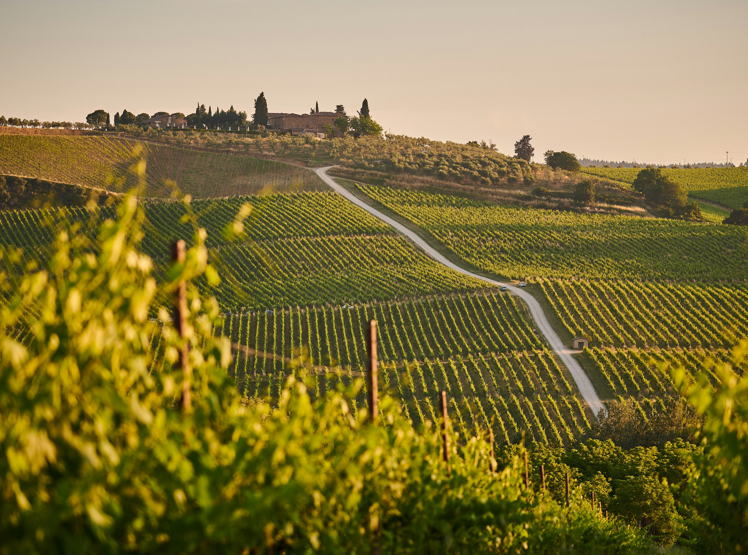 El Txakoli Vasco, el vino de la costa del cantábrico